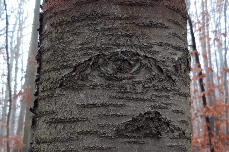 Daniel Bils - Augen- und Sehtraining - Bild von einem Baum dessen Rinde einem Auge ähnelt